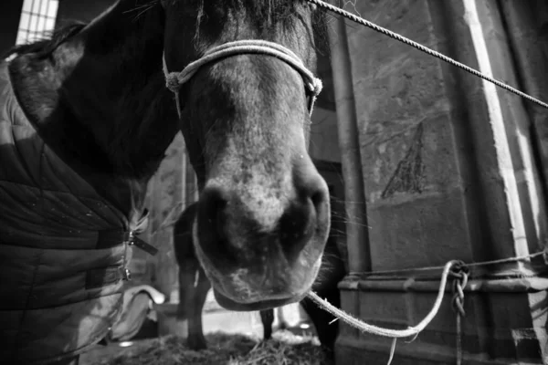 Paardengebonden verlaten — Stockfoto