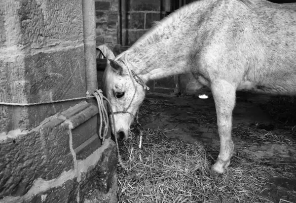 Paardengebonden verlaten — Stockfoto