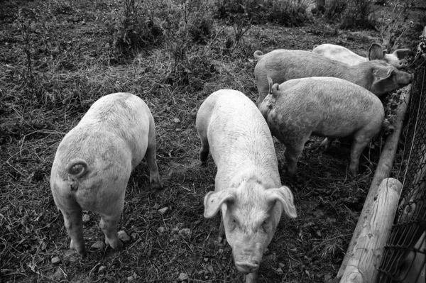 ファーム上の豚 — ストック写真