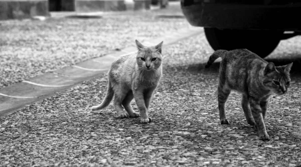 Calle gatos comer — Foto de Stock