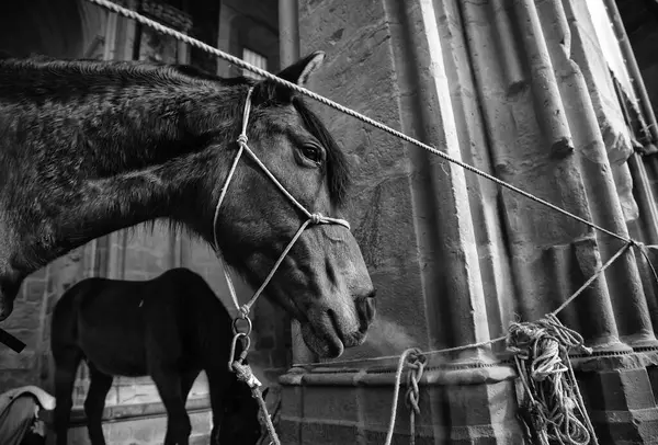 Paardengebonden verlaten — Stockfoto