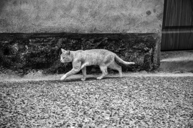 Sokakta yaşayan kedi