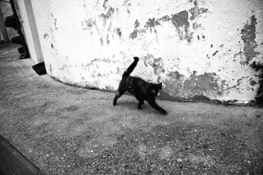 Terk edilmiş yolunu yitirmek kedi