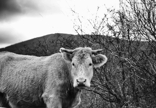 Cow in field — Stock Photo, Image