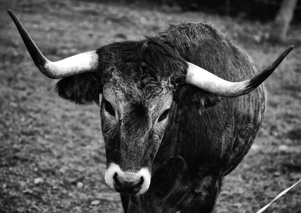 Stier in veld — Stockfoto