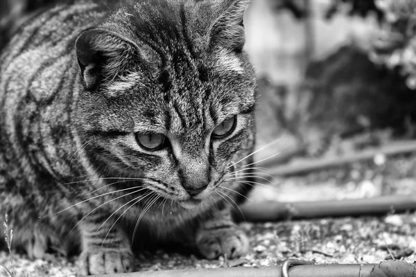 Gatos abandonados calle — Foto de Stock