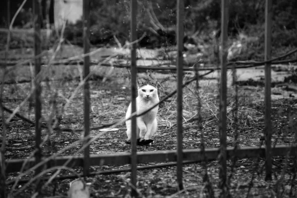 通りに住んでいる猫 — ストック写真