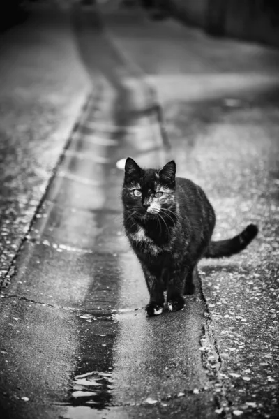 Кинутих бездомну кішку — стокове фото