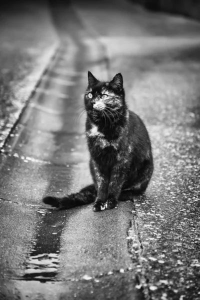 Gato abandonado perdido — Fotografia de Stock