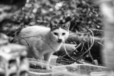 Terk edilmiş kediler sokak