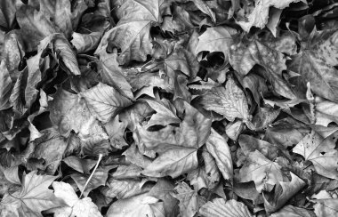 Sonbahar Yaprakları