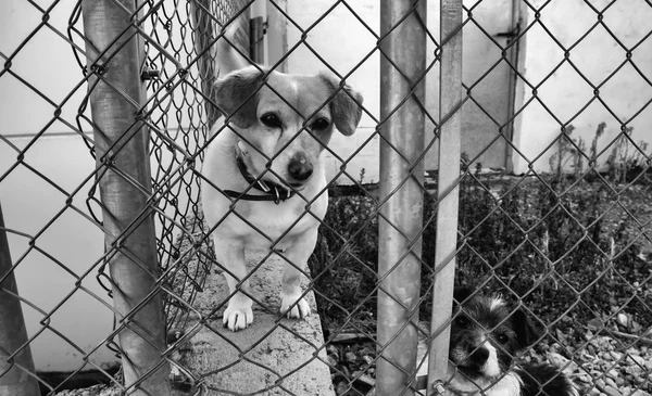 개 사육 장에 갇혀 있는 강아지 — 스톡 사진