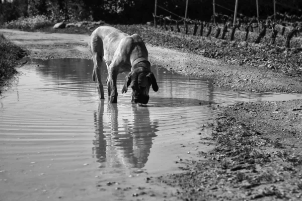 Jagdhund Bluthund — Stockfoto