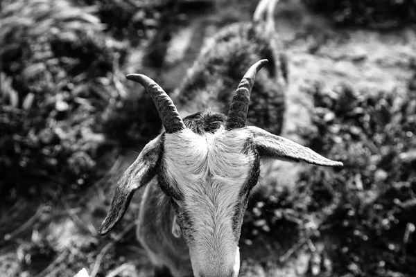 Sheep in pen — Stock Photo, Image