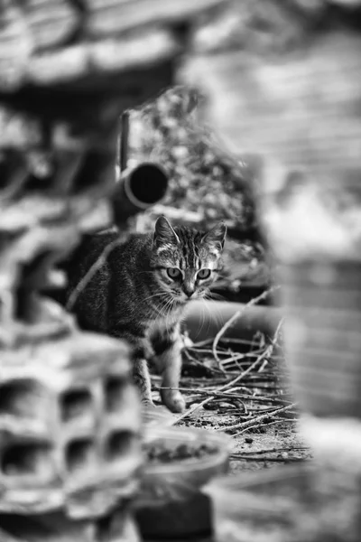 Katter övergivna street — Stockfoto