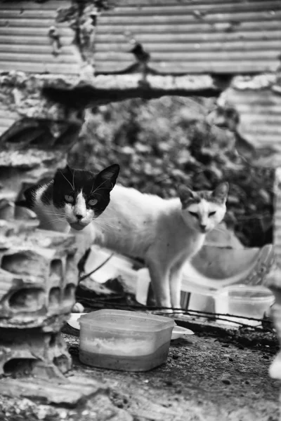 Elhagyott macskák utca — Stock Fotó