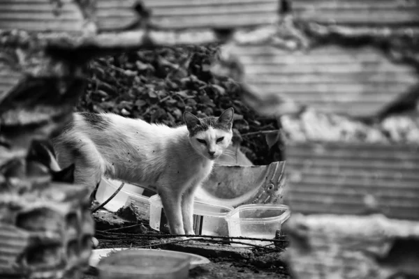 Terk edilmiş kediler sokak — Stok fotoğraf