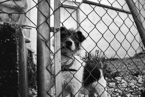 개 사육 장에 갇혀 있는 강아지 — 스톡 사진