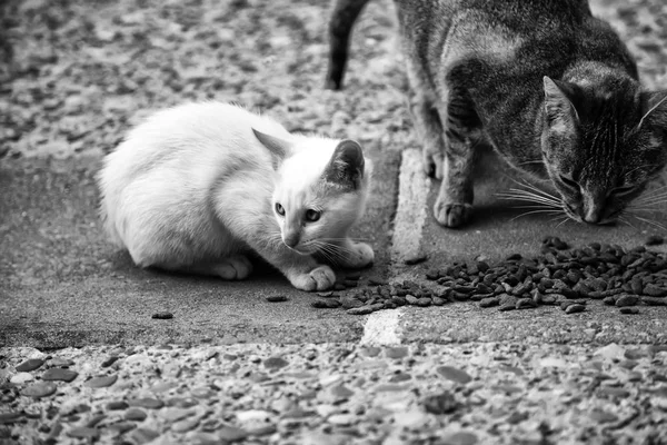 Γάτες του δρόμου που τρώνε — Φωτογραφία Αρχείου