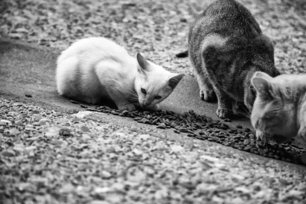 Straßenkatzen essen — Stockfoto