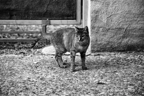 Gatos de rua comer — Fotografia de Stock