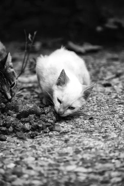 Gatos de rua comer — Fotografia de Stock