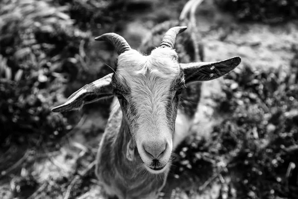 Ovinos em caneta — Fotografia de Stock