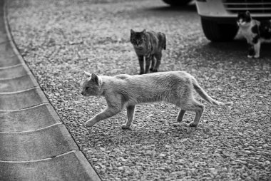 Terk edilmiş sokak kedileri