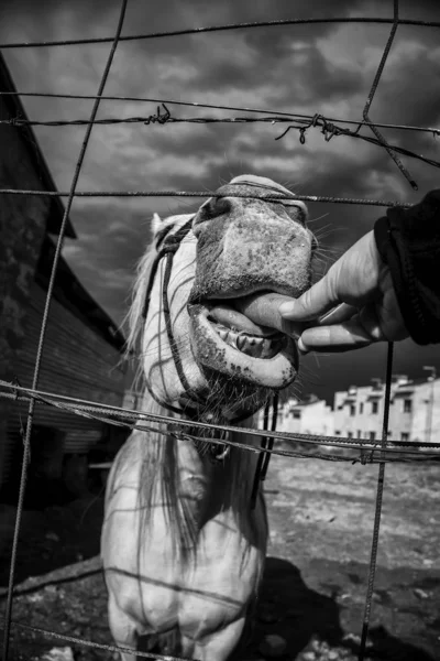 Cavalo em estábulo — Fotografia de Stock