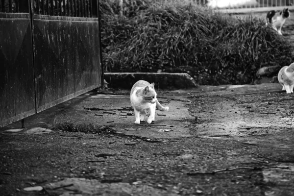 Gatos callejeros abandonados — Foto de Stock