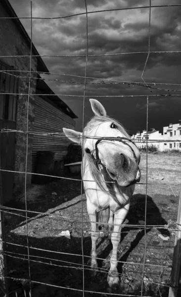 Pferd im Stall — Stockfoto