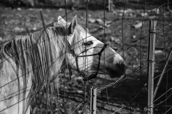 Paard in stal — Stockfoto