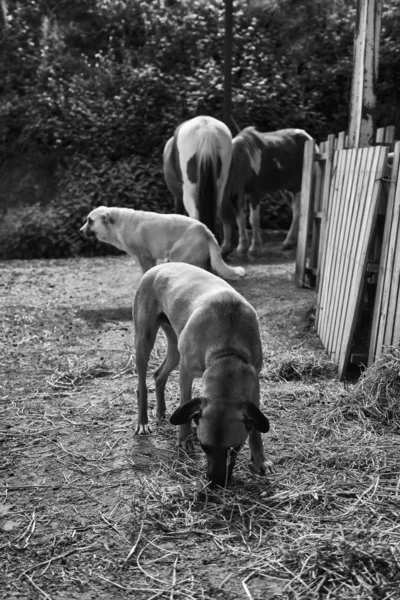 Cães mastim triste — Fotografia de Stock