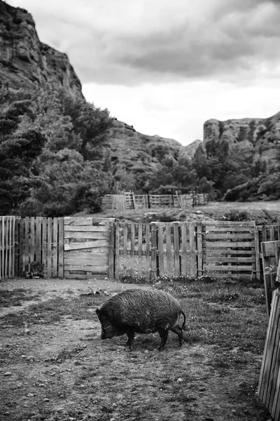 Wild boar farm — Stock Photo, Image