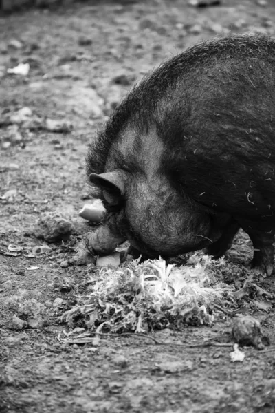 Vietnamese farm pig — ストック写真