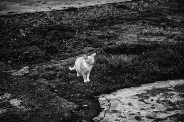 Elhagyott utcai macskák — Stock Fotó