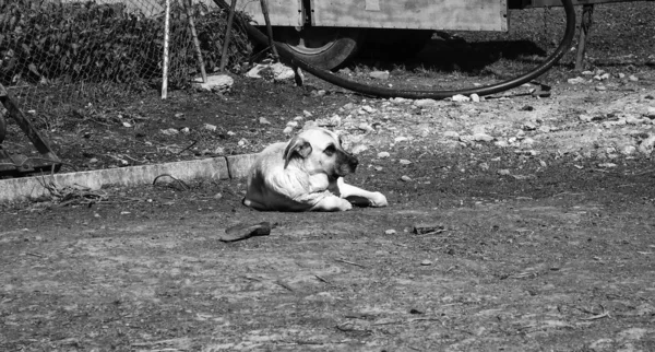 Perros mastín triste — Foto de Stock