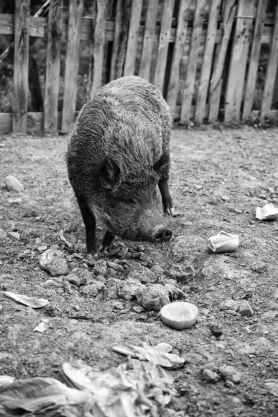 Wild boar farm — ストック写真