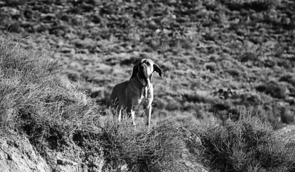 Fila de perro brasileiro — Foto de Stock