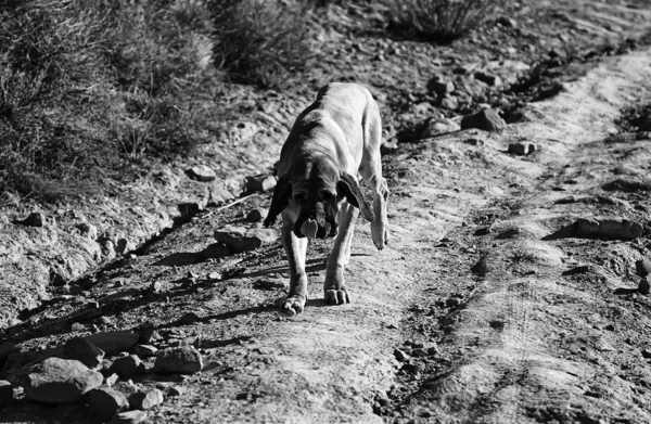 Собачья фила бразилейро — стоковое фото