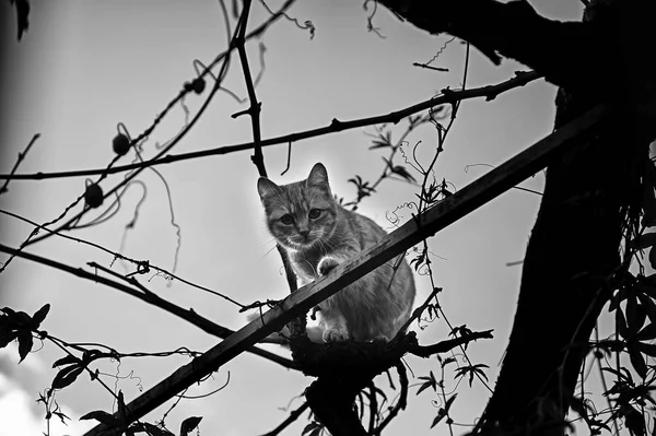 Gatos callejeros abandonados —  Fotos de Stock