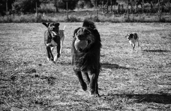 개 podenco 공원 — 스톡 사진
