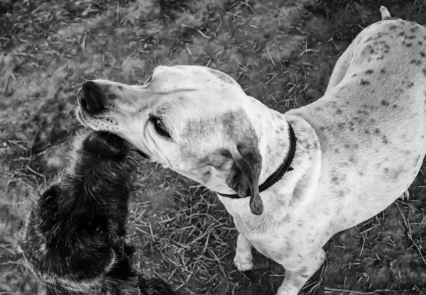 Pies podenco park — Zdjęcie stockowe