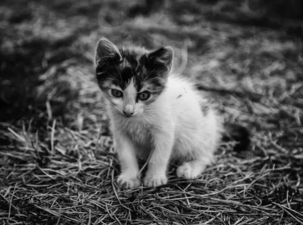 Stray kitty  cat — Stok fotoğraf