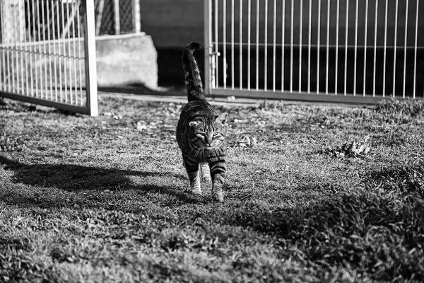 Gatos de rua abandonados — Fotografia de Stock