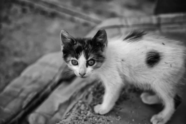 Stray kitty  cat — Stok fotoğraf