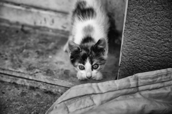 Stray kitty  cat — Stockfoto