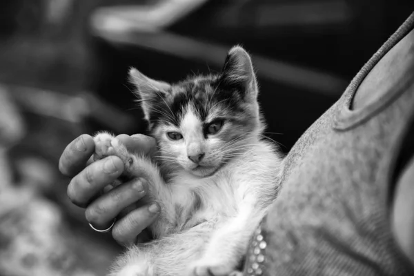 Gato gato callejero — Foto de Stock