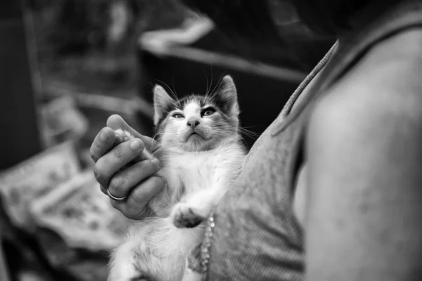 Блаженний кіт — стокове фото