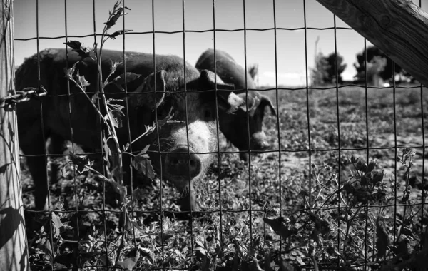 猪在农场 — 图库照片